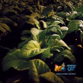 Табак Nuggle T-Zero 25г Акцизный